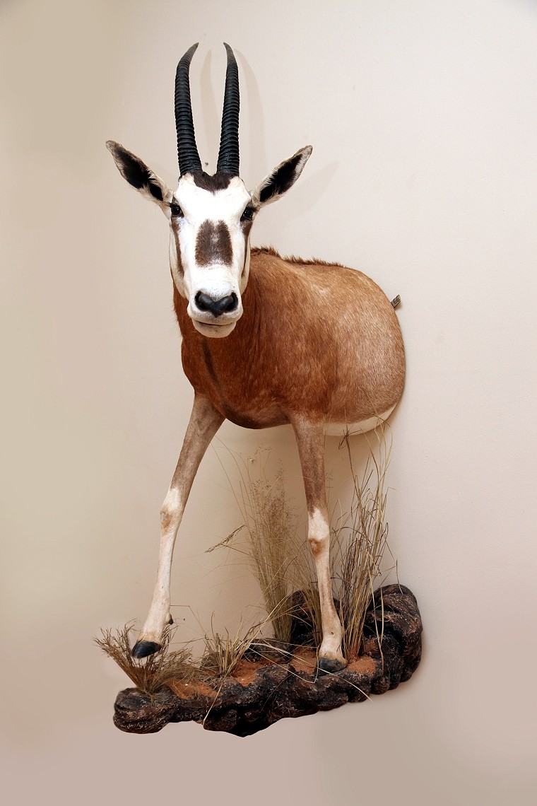 Half Mount